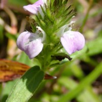 Rostellularia procumbens (L.) Nees